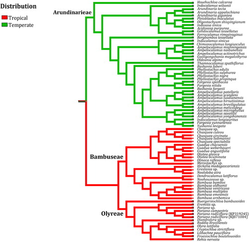 Figure 6. Geographical distribution optimized onto the phylogeny of Bambusoideae reconstructed using whole chloroplast genome sequences. Outgroups are trimmed out from the ML tree.