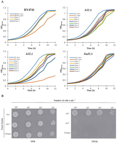 Figure 4. The growth curves of the haploid wild type yeast strain BY4741, isogenic mutant strains lcl1Δ, lcl2Δ and bud1Δ (rho+ and rho0) and clones generated as daughters of an old mother. Graphic representation of cell growth in rich YPD (Yeast extract, Peptone, Dextrose) medium (a). Growth of mutant yeast strains on various carbon sources. Yeast cells were spotted onto agar plates with YP medium supplemented with dextrose and glycerol; growth was continued for 3 days (b). The presented data are replicates from two independent cultures ± SEM where these are larger than the symbol dimensions. The data for each condition are representative of at least two independent experiments performed on different days