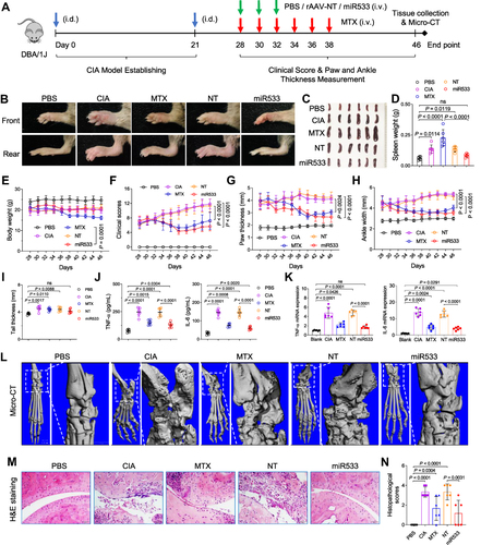 Figure 7 Treatment of the arthritis mice with rAAV-DMP-miR533. The collagen-induced arthritis (CIA) mouse model was established by the collagen inducement and treated by intravenous injection (i.v.) of rAAVs. (A) Schematic diagram of construction of CIA mice model and treatment. PBS, a healthy group treated with phosphate buffered saline (PBS). (B) Representative photos of forepaws and bearpaws in different groups. (C) Spleen photographs. (D) Spleen weight (n = 6 mice). (E) Average body weight (n = 6 mice). (F) Clinical score of arthritis severity (n = 6 mice). (G) Paw thickness (n = 6 mice). (H) Ankle width (n = 6 mice). (I) Tail thickness (n = 6 mice). (J) TNF-α and IL-6 level in serum detected by ELISA (n = 6 mice). (K) TNF-α and IL-6 mRNA level in rear paw tissue detected by qPCR (n = 6 mice). (L) Micro-CT imaging of rear paw with ankle joints. The outlined areas are shown at a high resolution. (M) Representative H&E-stained sections of ankle joints. Scale bar: 50 μm. (N) Histopathological scores of ankle joints (n = 6 mice). PBS, normal mice treated with PBS; CIA, CIA mice treated with PBS; MTX, CIA mice treated with Methotrexate (MTX); NT, CIA mice treated with rAAV-NT; miR533, CIA mice treated with rAAV-DMP-miR533. ns, no significance. NT, no target.