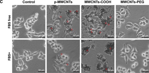 Figure 4 Cytotoxicity in RAW264.7 cells exposed to three types of MWCNTs with or without BSA (A) and IgG (B) coronas.Notes: Assessment of cytotoxicity of MWCNTs with WST-8 and LDH assays. After exposure to 25, 50, and 100 µg/mL of each of the MWCNT suspensions for 24 hours, RAW264.7 cells were incubated with the WST-8 reagent for 1 hour, and the absorbance was measured at 490 nm. All the WST-8 values were normalized according to the control (no MWCNT exposure), which was regarded as the 100% cell viability reference point. Similar to the treatment, cell supernatants from control and exposure experiments were collected and assayed for LDH activity as described in the Materials and methods section. Data are representative of three separate experiments with at least three wells per treatment. All the WST-8 and LDH values were normalized according to the nontreated control, which was regarded as representing 100% cell viability. *P<0.05 compared to control cells, #P<0.05 compared to the same types of MWCNTs without protein corona. (C) Morphology of RAW264.7 cells treated with three types of MWCNTs (25 µg/mL) in FBS free and complete medium for 6 hours. The asterisks indicate MWCNTs agglomerates to adhere to cell walls and shrinkage of the cell membrane. The scale bar is 50 µm.Abbreviations: IgG, immunoglobulin G; LDH, lactate dehydrogenase; MWCNTs, multiwalled carbon nanotubes; MWCNTs-COOH; carboxylated MWCNTs; MWCNTs-PEG, polyethylene glycol MWCNTs.