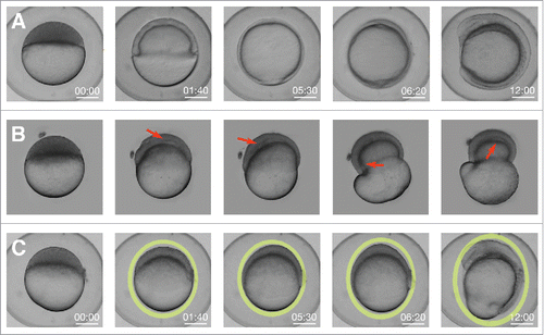 Figure 4. Knockdown of Rab5ab function results in tensional unbalance. (A) Macroscopic bright field images of sibling controls embryos imaged within their chorion at different stages. Scale bar 250 µm. (B) High (8 ng) dose Rab5ab YMO embedded in agarose under space constrain showing epiboly delay (remaining at 40% epiboly when control siblings have already closed) and a gaps/detachments between the DCs and the yolk cell (red arrows). (C) Rab5ab YMOs not subjected to mechanical constraints imaged within their chorion lose their spherical shape (oval yellow rings).