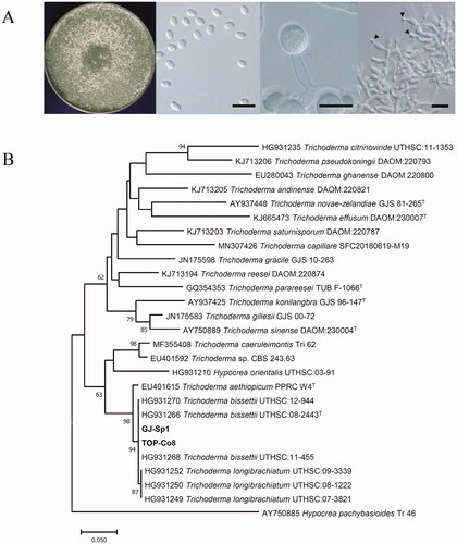 Figure 1. Identification of marine-derived Trichoderma strains. As both strains showed identical morphologies, colony and microscopic images of GJ-Sp1 are presented here to represent both strains. (A) The plate picture shows GJ-Sp1 cultured on potato dextrose agar (PDA) at 25 °C for 7 d. Microscopic images of GJ-Sp1. Conidia (left), chlamydospores (middle), and conidiophores (right) were observed. Black triangles indicate conidia developed from phialides. Scale bar = 10 μm. (B) Phylogenetic analysis of GJ-Sp1 and TOP-Co8. Partial segments of the translation elongation factor 1 α gene (tef1α) were used to generate a neighbor-joining phylogenetic tree. Numbers at nodes indicate percent bootstrap values from 1000 replications (values <50% are not shown). The scale bar indicates the number of nucleotide substitutions per site, and “T” next to the strain name depicts a type specimen of the fungal species.