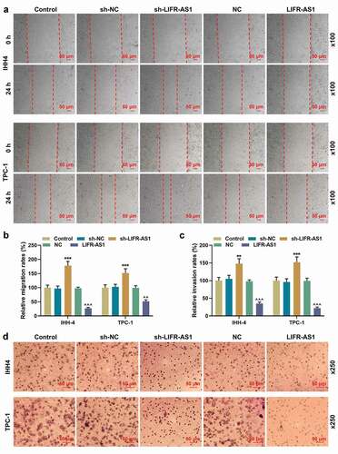 Figure 2. LIFR-AS1 regulated migration and invasion of PTC cells