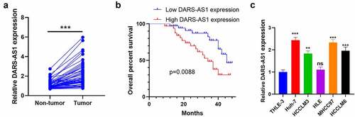 Figure 1. DARS-AS1 expression in HCC tissues and cells and its correlation with HCC prognosis