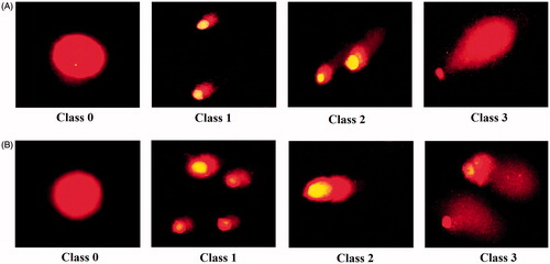 Figure 15. Comet assay for cancer cells. AMJ-13 cell line (A; upper lane) and MCF-7 cell line (B; lower lane). Class 0: normal nucleus, Class 1: halo around the nucleus, Class 2 and Class 3.