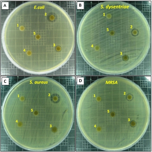 Figure 9 Comparison of the inhibition zone test between Gram-negative and Gram-positive bacteria (ie, E. coli [A], S. dysentriae [B], S. aureus [C], and MRSA [D]) form zeolite, A0, A1, A2, and A5 (1–5), respectively.Abbreviations: E. coli, Escherichia coli; MRSA, methicillin-resistant Staphylococcus aureus; S. dysentriae, Shigella dysentriae.
