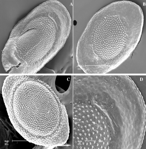 Figure 1 Plumatella bushnelli. A, rectangular dorsal valve. B, pointed dorsal valve. C, convex ventral valve. D, C‐shaped polar groove.