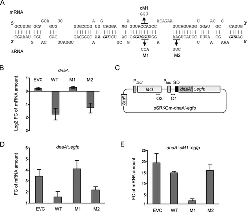 Figure 6. Validation of direct interaction between Ec-rnTrpL and dnaA mRNA in vivo. (A) Scheme of the duplex structure predicted to be formed between dnaA (mRNA) and Ec-rnTrpL (sRNA) (ΔG = −11,74 kcal/mol). The used mutations M1 and M2 in lacZ′-Ec-rnTrpL and the mutation cM1 in dnaA mRNA, which restores the base pairing with the M1-mutation harbouring sRNA, are given. (B) Analysis by qRT-PCR of changes in the dnaA mRNA level 3 min after addition of IPTG to strains containing the empty plasmid pSRKTc (EVC) or its derivatives for induced production of the wild-type, recombinant sRNA lacZ′-Ec-rnTrpL (WT; see Fig. 4B) or mutated sRNAs harbouring one of the indicated mutations (see panel A). (C) Schematic representation of the plasmid used for IPTG-inducible transcription of the dnaA′::egfp reporter fusion. For other details, see Fig. 4B and Fig. 2B. (D) Analysis by qRT-PCR of changes in the dnaA′::egfp mRNA level 3 min after addition of IPTG cultures harbouring pSRKTc (EVC) or its derivatives for induced production of WT or mutants sRNAs (see panel B). (E) Analysis by qRT-PCR of changes in the dnaA′-cM1::egfp mRNA level 3 min after addition of IPTG cultures harbouring pSRKTc (EVC) or its derivatives for induced production of WT or mutants sRNAs (see panel B). The rpoB gene was used as a reference. Cultures grown in LB medium were used. Each graph shows means and standard deviations from three independent experiments