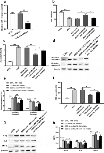 Figure 5. CircMAT2B knockdown decreased OGD-induced H9c2 cells inflammatory injury via up-regulating miR-133. (a) Level of miR-133 was examined via qRT-PCR after transfection with miR-133 inhibitor. (b) Cell viability was examined through CCK-8. (c) Apoptosis was examined through flow cytometry. (d,e) Levels of apoptosis-related factors were examined through western blot analysis. (f) ROS generation was examined via flow cytometry using DCFH-DA. Expression of IL-1β, IL-6 and TNF-α was examined via western blot (g) and ELISA (h). * P < 0.05, ** P < 0.01 and *** P < 0.001 contrasted with indicated set