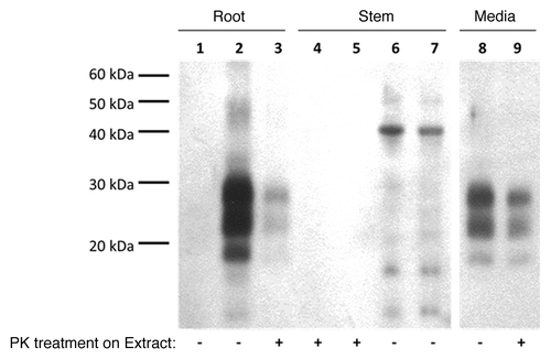 Figure 4. Proteinase K (PK) digested CWD PrPTSE interacts with wheat roots and remains slightly PK resistant after extraction while no CWD PrPTSE was detected in the lower stem (Stem). CWD positive brain homogenates (BH) were digested with PK (50 µg/mL, 30 min, 37 °C) prior to being exposed to wheat roots for 24 h. Wheat roots and stems were rinsed with dH2O for 1 min then protein was extracted with 1% SDS. Extracts were digested with PK (10µg/mL, 30 min, 37 °C) to determine any PK-resistant bands prior to blotting. Western blotting on protein extracts was done using P4 mAb (1:5000) and Prionics®-Check Western kit (Prionics). Images are from the same blot with irrelevant lanes omitted. Results are representative of three independent replicates (n = 3). Lanes 1, 4, 6: plants exposed to H2O; Lanes 2, 3, 5, 7: plants exposed to CWD BH digested with PK; Lanes 8 and 9: 0.1% CWD BH in presence of 1% SDS digested with PK.