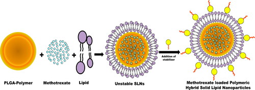 Figure 1. Schematic presentation of methotrexate-loaded poly (lactic-co-glycolic acid) lipid hybrid nanoparticles preparation and drug loading.