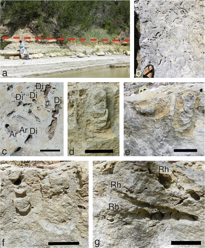 Figure 7. Diplocraterion at the Buckeye Branch Mouth site. (a) Outcrop view of Diplocraterion bed, with bed top indicated by dashed line. (b) Top bedding plane on float block with high density of Arenicolites and Diplocraterion, evident as open burrows and collapsed spreiten sandal and foot = 10 cm wide. (c) Close-up of Arenicolites (Ar) and Diplocraterion (Di) on bedding plane, with pelletal rim surrounding two Diplocraterion (right); scale = 5 cm. (d) Diplocraterion parallelum in longitudinal section, with open burrow tube and protrusive spreiten; scale = 5 cm. (e) Closely spaced Diplocraterion with differing preservation, with one specimen having only the basal part of its spreiten and ‘U’ burrow (left) and another with a more complete expression of its overall form and identifiable as D. parallelum with protrusive spreiten (right); scale = 5 cm. (f) Intersecting Diplocraterion, with one burrow (left) cross-cutting another (right); scale = 5 cm. (g) Multiple specimens of horizontally to obliquely oriented Rhizocorallium (Rh), with one specimen cross-cutting another (below) and one with open burrow tubes (above); scale = 5 cm.