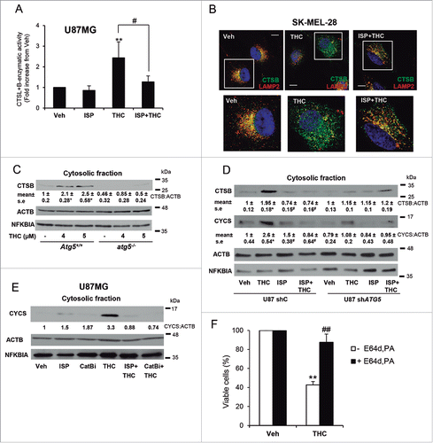 Figure 5. THC promotes lysosomal membrane permeabilization in a sphingolipid- and autophagy-dependent manner. (A) Effect of THC (4 µM) and ISP-1 (5 μM) on CTSB (cathepsin B) + CTSL (cathepsin L) cysteine protease activity in the cytosolic fraction of U87MG cells (16 h). Data are expressed as the mean fold increase in cytosolic CTSB + CTSL cysteine protease activity ± s.d. relative to vehicle-treated cells (n = 4; **, P< 0.01 from vehicle-treated cells; and #, P < 0.05 from THC-treated cells). (B) Effect of THC (4 µM) and ISP-1 (5 µM) on CTSB and LAMP2 (lysosomal-associated membrane protein 2) subcellular distribution (as determined by immunofluorescence) of SK-MEL28 metastatic melanoma cells (n = 3). Bar: 20 μm. Bottom panels correspond to higher magnification images of the cells marked with white squares in the upper panels. Single and merged channels for these microphotographs are shown in Fig. S6A. (C) Effect of THC (18 h) on CTSB distribution in the cytosolic fraction of Atg5+/+ or atg5−/− (autophagy-deficient) HRASV12/T-large-transformed MEFs (n = 3). Western blots of a representative experiment are shown. NFKBIA/IκBα (NFKB inhibitor α) is included as a control for the presence of cytosolic proteins in the cytosolic fraction. Values in the bottom of the western blots correspond to the mean fold change in the mature CTSB to ACTB/β-actin ratio ± s.e. relative to vehicle-treated Atg5+/+ cells (n = 3; **, P < 0.05 from vehicle-treated cells). Analysis of CTSB distribution in the membrane fraction is shown in Fig. S6B. (D) Effect of THC (4 µM, 16 h) on CTSB and CYCS (cytochrome c, somatic) distribution in the cytosolic fraction of shC and shATG5 U87MG cells (n = 3; a representative western blot is shown). NFKBIA is included as a control of the presence of cytosolic proteins in the cytosolic fraction. Values in the bottom of the western blots correspond to the fold change in the mature CTSB to ACTB ratio ± s.e. and in the CYCS to ACTB ratio ± s.e., respectively, relative to shC U87MG vehicle-treated cells (n = 3; *, P < 0.05 from vehicle-treated cells; and #, P < 0.05 from THC-treated cells). Analysis of CTSB and CYCS distribution in the membrane fraction is shown in Fig. S6C. (E) Effect of THC (4 µM), ISP-1 (5 µM) and CTSB inhibitor (10 µM) on CYCS distribution in the cytosolic fraction of U87MG cells (n = 2; a representative western blot is shown). NFKBIA is included as a control of the presence of cytosolic proteins in the cytosolic fraction. Values in the bottom of the western blot correspond to the fold change in the CYCS to ACTB (actin, β) ratio relative to U87MG vehicle-treated cells. Analysis of CYCS distribution in the membrane fraction is shown in Fig. S6D. (F) Effect of THC (5 μM) and of the cysteine protease inhibitor E64d (10 μM) and the aspartic protease inhibitor pepstatin A (PA; 10 μg/ml) on the number of U87MG cells (as estimated by the MTT test, 18 h) (n = 4; **, P < 0.01; ##, P < 0.01).