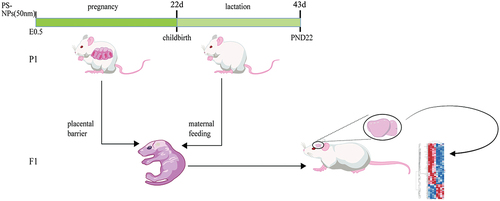 Figure 1. Schematic diagram of the animal modeling for the proteomics experiment on the hippocampal CA3 region.