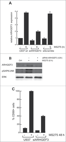 Figure 6. ARHGEF3 knockdown inhibits pSAPK/JNK activation reducing CD68 expression. (A) Expression levels of ARHGEF3 analyzed by RT-PCR in U937 cells transiently transfected with 1 μM of either scramble siRNA (siRNA control) or specific siRNAs targeting ARHGEF3. Gene expression was analyzed at 48 h after transfection with or without MS275 at 5 μM. Error bars represent the standard deviation from 2 independent experiments carried out in triplicate and normalized to GAPDH levels. (B) Protein expression levels of ARHGEF3 and p-JNK in U937 cells in the same settings. ERK was used as loading control. (C) IF analysis of CD68 in U937 cells at 48 h after transfection with or without MS275 at 5 μM. Cells were fixed and immune-stained with anti-CD68 (red). Nuclear DNA was stained with Hoechst (blue) and visualized using confocal microscopy. Scale bar 10 μm.