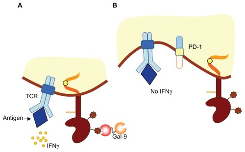 Figure 3 Model of T cell immunoglobulin and mucin-domain (TIM)-containing molecule-3 function in the immune response. (A) During acute inflammation, TIM-3 is expressed on terminally differentiated interferon-gamma (IFN-γ)-producing CD4+ and CD8+ T cells. TIM-3-expressing T cells undergo apoptosis following recognition of the TIM-3 ligand galectin-9 (Gal-9). (B) During chronic inflammation, dysfunctional or exhausted CD8+ T cells express both TIM-3 and programmed death-1 receptor (PD-1).