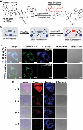 Figure 4. IMCLAM tags mitochondria with an acidity-reporting fluorogen. (A) Protonation triggered fluorogenic isomerization of ROX-lactam. (B) Schematic for signal-on detection of mitophagy by IMCLAM. Ligation of DBCOBlue-ΔΨm with AzProRed-ΔΨm gives an optical triad suitable for imaging mitophagy. (C) IMCLAM retains coumarin fluorescence in CCCP-stressed mitochondria. HeLa cells were stained with DBCOBlue-ΔΨm (3.0 μM) or DBCOBlue-ΔΨm (3.0 μM) in DMEM at 37°C for 1 h, washed with PBS three times, and then cultured for 1 h in DMEM spiked with AzProRed-ΔΨm (2 μM). These cells were washed with PBS three times and then maintained in DMEM containing CCCP (25 μM) for 1 h. The cells were imaged by confocal microscopy without washing. (D) Acidity-triggered red fluorescence in IMCLAM+ cells. DBCOBlue-ΔΨm+/AzProRed-ΔΨm+ HeLa cells were maintained for 1 h in buffer of varied pH as indicated, and then imaged by confocal microscopy. Scale bars, 10 μm