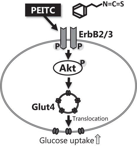 Figure 6. Possible mechanism of PEITC-induced glucose uptake in C2C12 cells.Our results suggest that PEITC, a dietary isothiocyanate in cruciferous vegetables, induces glucose uptake in C2C12 myotubes through activation of the ErbB/Akt pathway.