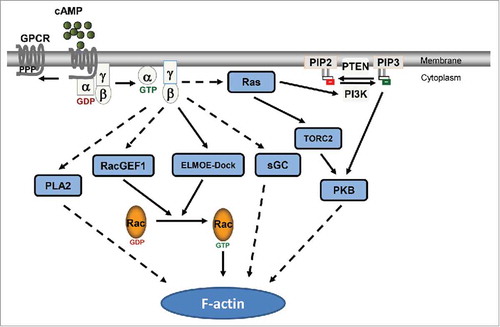 Figure 2. GPCR-mediated signaling network regulates actin cytoskeleton.