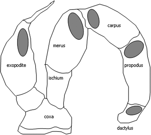 Figure 5. Internal surface of the 3rd maxilliped of Coenobita rugosus (setae removed). The grey areas indicate the five distinct hairy zones.