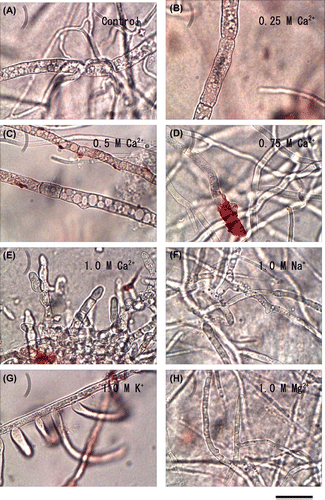 Fig. 3. Effect of minerals on the morphological characters of B. cinerea.