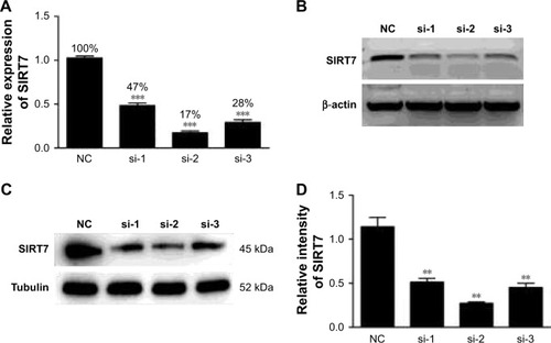 Figure 1 The mRNA expression and protein levels were detected by qRT-PCR (A), agarose gel electrophoresis (B), and Western blot (C, D) after transfection of MDA-MB-231 breast cancer cells with three different pairs of siRNA. si-1, si-2, and si-3 represent different sequences of siSIRT7. **p<0.01 and ***p<0.001.