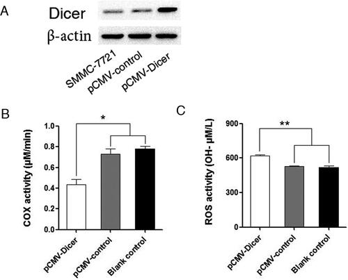 Figure 1. Dicer promoted the generation of ROS. (A) Identification of Dicer expression in pCMV-control and pCMV-Dicer transfected SMMC-7721 cells. (B) The COX activity of pCMV-Dicer cells was repressed compared with those of blank control or pCMV-control cells, *p < .05. (C) The ROS level of pCMV-Dicer cells was increased compared with those of blank control or pCMV-control.**p < .01.