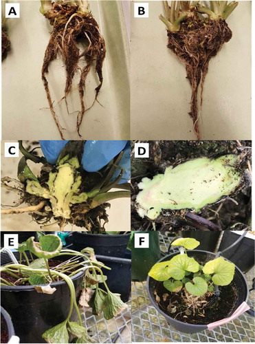 Fig. 7 (Colour online) Symptoms on plants inoculated with a mixed-isolate mycelial suspension of Verticillium isaacii (a) Inoculated rhizome shows visibly sparser roots compared to a control plant (b) after 3 months. (c) All inoculated plants had some degree of vascular blackening in the rhizome tissues while controls were asymptomatic (d). (e) Wilting occurred in one of the three inoculated plants while the controls remained unwilted (f)
