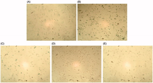 Figure 9. Effect of SFE on the positive expression of SA-β-gal in UVB-irradiated HDF cells. HDF cells were pretreated with different concentrations (0, 2.5, 5 and 10 μg/mL) of SFE and irradiated with UVB (3000 mJ/cm2) every 12 h for three times. SA-β-gal positive cells were photographed under ×100 magnifications. (A) Cells without UVB irradiation. (B) Only UVB irradiated. (C) UVB irradiation +2.5 μg/mL SFE. (D) UVB irradiation +5 μg/mL SFE. (E) UVB irradiation +10 μg/mL SFE.