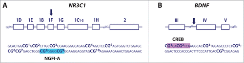 Figure 3. Schematic and the analyzed sequence of the NR3C1 (A) and BDNF (B) gene. Shown are specific CpG sites analyzed using bisulfite-pyrosequencing assays as well as NGFI-A (blue box) and CREB (purple box) binding sites within NR3C1 exon 1F and BDNF promoter IV, respectively.