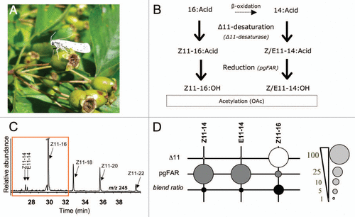 Figure 1 Pheromone biosynthesis in Yponomeuta padellus (Lepidoptera: Yponomeutidae). (A) An Yponomeuta moth on hawthorn (Crataegus sp., Rosaceae). (B) Pheromone biosynthetic pathway towards the Δ11-unsaturated components in the Yponomeuta genus. (C) GC-MS analysis of Δ11-monounsaturated fatty-acyl intermediates produced by functional expression of the Ypa-Δ11-desaturase in the YEpOLEX expression vector and the ole 1 elo 1 strain of the yeast Saccharomyces cerevisiae following a procedure as previously described.Citation14 The chromatogram trace represents dimethyl disulfide adducts (DMDS) from methanolyzed yeast extracts. In vitro, the Δ11-desaturase catalyses the introduction of a double bond at the eleventh carbon atom (characteristic ion at m/z 245) in several natural yeast fatty acids from C14 to C22. The Z11-14, E11-14 and Z11-16 acyls are produced in a 1.1:0.8:100 ratio, respectively. (D) The dot areas are proportional (%) to the Δ11-desaturase and pgFAR substrate preferences and to the final ratio between components. The reverse chain-length preference of the Δ11-desaturase and pgFAR for acyl substrates with 14 or 16 carbon atoms allows adjusting the final blend ratio.