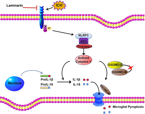 Figure 8 Diagram of Dectin-1-mediated microglial pyroptosis after ICH. The level of Dectin-1 is upregulated following ICH injury. Dectin-1 initiates SYK phosphorylation and mobilizes the NLRP3/caspase-1 downstream pathway to generate inflammatory mediators. In addition, the activated caspase-1 induced by Dectin-1 initiation cleaves GSDMD to release an N-terminal fragment, which forms pores on microglia, resulting in the extracellular release of inflammatory factors such as IL-1β and IL-18. Inhibiting Dectin-1 by laminarin alleviates inflammatory responses, resulting in easing of intracerebral hemorrhage.