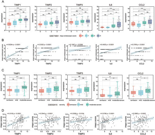Figure 10 Evaluation of the key candidate genes expression across UC severity levels and correlation with clinical scores. In GSE73661 dataset, TIMP1, TIMP2, TIMP3, IL6, and CCL2 levels varied with UC severity (A), and correlation analysis was performed between their expression and UC-related clinical scores (B). In GSE92415 dataset, TIMP1, TIMP2, TIMP3, IL6, and CCL2 levels differed across disease stages in UC (C), and correlation analysis was conducted between their expression and UC-related clinical scores (D). *p < 0.05; **p < 0.01; ***p < 0.001.