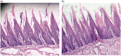 Figure 6. Light micrographs of the sublingual rat mucosal membranes following administration of INS-NPs (5 IU/kg) containing nicotinamide (a) and distilled water as control (b).