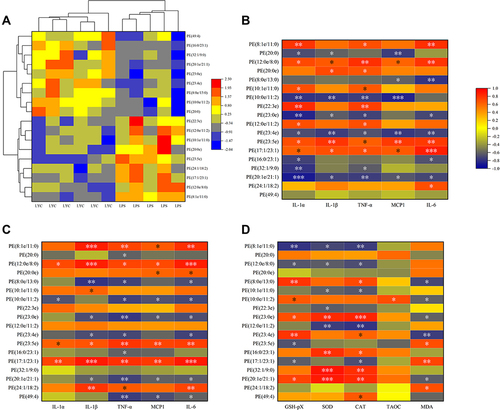 Figure 8 Correlation analysis of cytokines and oxidation indices with significantly changed PE. (A) Heat map from cluster analysis of dramatically modified PE (in positive ion mode). Each column in the picture corresponds to a sample, and each row to a distinct PE. Between LPS+LYC and LPS, there were appreciable differences in the amounts of several PE types. Heat map of the correlation analysis between the significantly changed PE and the serum cytokines (B), and the epididymal cytokines (C), and the epididymal oxidation index (D). The color indicates correlation level, red indicates positive correlation, and blue indicates negative correlation. *Represents Significant Mark, *P<0.05, **P<0.01, ***P<0.001.