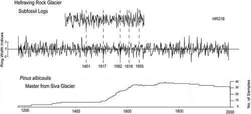 Figure 12. Whitebark pine sample from Hellraving rock glacier visually cross-dated to the living whitebark pine master chronology from Siva Glacier. Marker years, indicated by the dashed lines, were used to visually cross-date before verifying in COFECHA