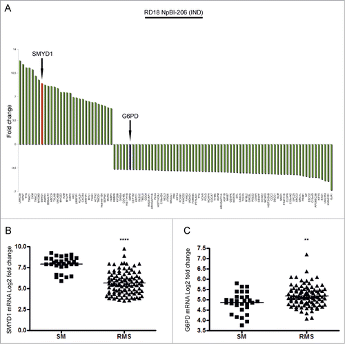 Figure 1. SMYD1 and G6PD are, respectively, among the top upregulated and downregulated genes following miR-206-induced ERMS cell differentiation and are differentially expressed in primary tumors compared to normal muscle. (A) Top 30 up-regulated genes and top 70 down-regulated genes in RD18 ERMS cells conditionally expressing miR-206 (RD18 NpBI-206 IND).Citation9 SMYD1 is indicated with a red bar, G6PD is indicated with a blue bar. (B and C) Levels of expression of SMYD1 and G6PD mRNAs in human skeletal muscle (SM) and primary RMS tumors. ****P <0.0001 and **P<0.01. The publicly available datasets used for this analysis are specified in the Material and Methods section.