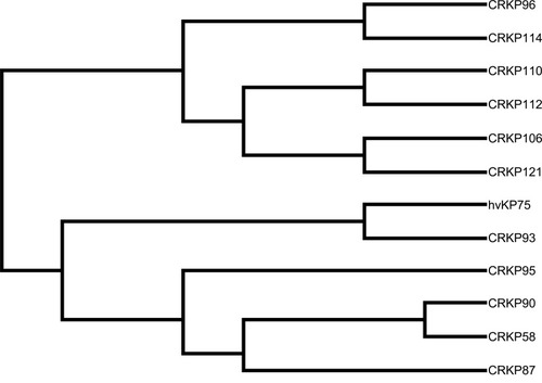 Figure 3 Molecular phylogenetic analysis of 12 isolates.Notes: The evolutionary history by using maximum likelihood method based on the Kimura-2-parameter model; evolutionary analyses were conducted in MEGA-X.