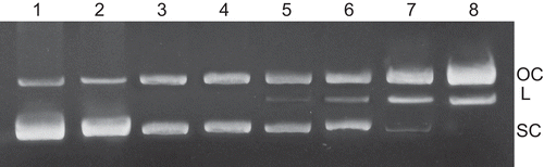 Figure 5.  Agarose gel (1%) of pUC19 (100 µg/mL) at 37°C in TE buffer (pH 8) with 200 µM [RuII(4-bptpy)(dmphen)Cl]ClO4 complex for increasing reaction time. Lane 1, DNA control; lanes 2–8: 15, 30, 60, 90, 120, 180 and 240 min, respectively.