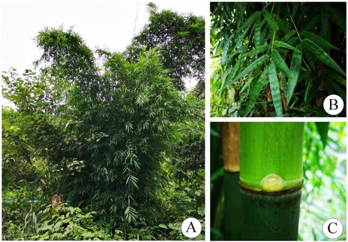 Figure 1. Morphology and habitat map of Dendrocalamus liboensis Hsueh & D. Z. Li (These photographs were taken by Guangqian Gou in Libo, Guizhou, China). (A) Clump habit; (B) Leaf branch; (C) Internode. D. liboensis is an evergreen bamboo with 8–15 m culms, initially densely white powdery, branches usually from 6th or 7th node up, Central branch dominant and branchlets with 3–9 leaves.