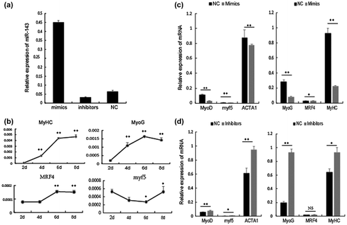 Fig. 2. The role of miR-143-3p during C2C12 myoblast differentiation.