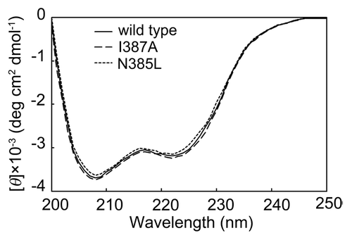 Figure 4. CD spectra of N385L, I387A and wild-type BSAPs. The secondary structural change of the mutants was checked by CD spectra in the far UV region (200‒250 nm).