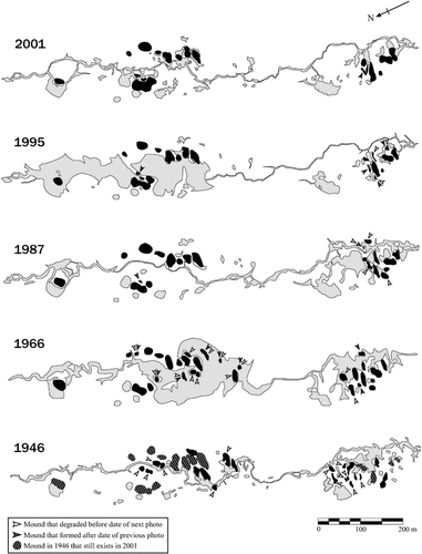 FIGURE 8. Maps of palsas and surface drainage at the main study site for different years. Palsas are shown in black and gray areas are surface water. Note: smaller mounds were not detectable using the aerial photographs. Sources: National Air Photo Library of Canada aerial photographs A10569-12 (1946), A16425-65 (1966), A27217-120 (1987), A28238-7 (1995), and A28474-207 (2001)