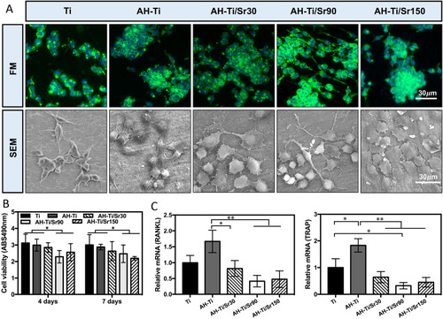 Figure 7 (A) Cell morphology of Raw264.7 on different samples observed by FM and SEM (n=6). (B) Cell viability of Raw264.7 on different samples after four and seven days of cell culture (n=6). (C) The relative expression of RANKL and TRAP genes of Raw264.7 on different samples (n=6). *P<0.05, **P<0.01.