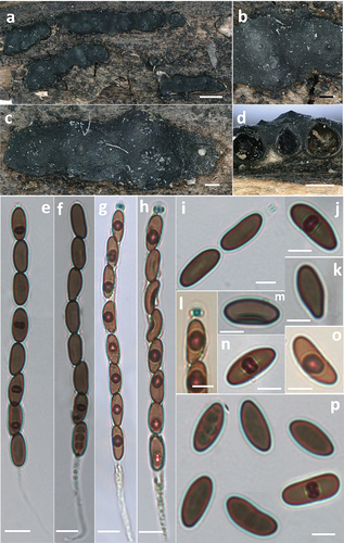 Figure 9. Nemania polymorpha (holotype). (a,c) Stromata. (b) Close-up view of stromatal surface, showing perithecial mounds and ostiolar disks. (d) Section through stromata, showing perithecia. (e,f) Asci in 5% KOH. (g,h) Asci in Melzer’s reagent. (i) Ascus apical ring in 5% KOH. (j,k,o,p) Ascospores. (l) Ascus apical ring in Melzer’s reagent. (m,n) Ascospore with germ slit. Scale bars: a = 1 mm; b, c = 0.2 mm; d = 0.5 mm; e – h = 10 µm; i – p = 5 µm.