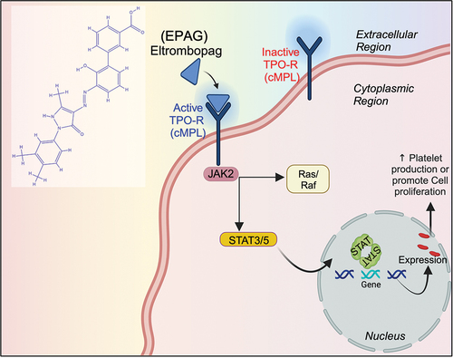 Schema 1. A schematic representation illustrates the EPAG and its molecular mechanism in cellular proliferation.