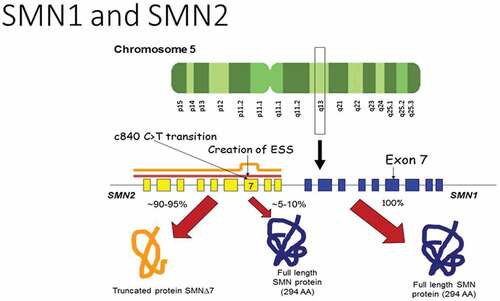 Figure 1. Diagram of SMN1 and SMN2 genes on chromosome 5 demonstrating that a C-to-T transition at position 6 of SMN2 creates an exonic splicing suppressor (ESS), which then leads to skipping of exon 7 during transcription, resulting in the production of truncated nonfunctional SMN protein. AA: amino acids. Reprinted with permission from [Citation6] .