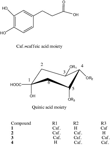 Figure 3. The four compounds isolated from S. virgaurea; 3,5-di-O-caffeoylquinic acid (1), 3,4-di-O-caffeoylquinic acid (2), 3,4,5-tri-O-caffeoylquinic acid (3) and 4,5-di-O-caffeoylquinic acid (4).