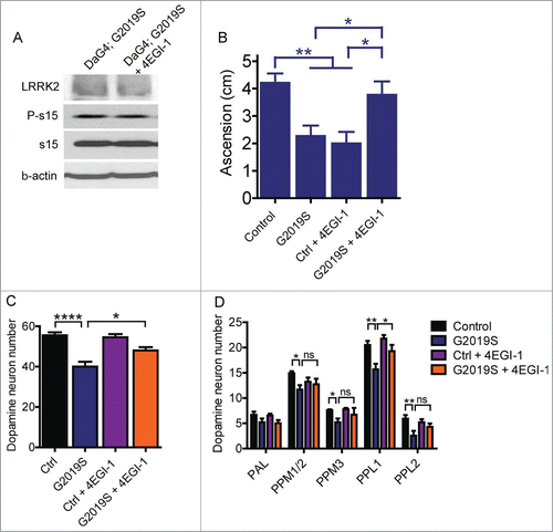 Figure 2. 4EGI-1 partially blocks G2019S LRRK2 toxicity in 6-week-old Drosophila. (A) Treatment of fly food with 10 μM 4EGI-1 does not affect P-s15 levels in flies expressing G2019S LRRK2 via Da-Gal4. (B) Climbing deficits in aged G2019S LRRK2 flies is rescued by 10 μM 4EGI-1 (ANOVA, Bonferroni's post-test * p < 0.05, ** p < 0.01, n = 15–24 flies per genotype). (C) Total dopamine neuron number is significantly rescued by 10 μM 4EGI-1 (ANOVA, Bonferroni's post-test, * p < 0.05, **** p < 0.0001, n = 7–11 flies per genotype). (D) Of the major dopamine neuron clusters, only PPL1 shows a significant rescue effect in G2019S LRRK2 transgenics following 4EGI-1 treatment (individual ANOVAs, Bonferroni's post-test, * p < 0.05, ** p < 0.01, n = 7–11 flies per genotype). Data from control and G2019S LRRK2 groups in (D) were previously published.Citation13