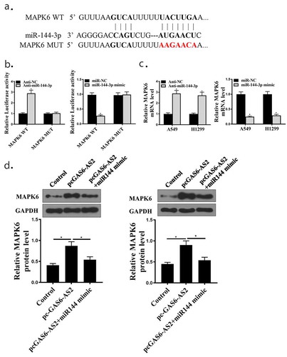 Figure 6. Relationship between MAPK6 and miR-144-3p. (a) Putative binding sites of MAPK6 and miR-144-3p are shown. (b) Luciferase activities for cells co-transfected with MAPK6-WT or MAPK6-MUT with miR-NC or miR-144-3p in A549 and H1299 cells. (c) mRNA expression of MAPK6 in A549 and H1299 cells by qRT-PCR. (d) Protein expression of MAPK6 in A549 and H1299, transfected with GAS6-AS2 or GAS6+ miR-144-3p mimic. *compared with NC group, p <0.05.n = 3